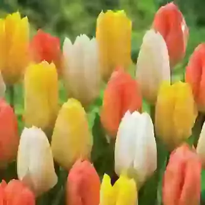 Three Colour Mix
